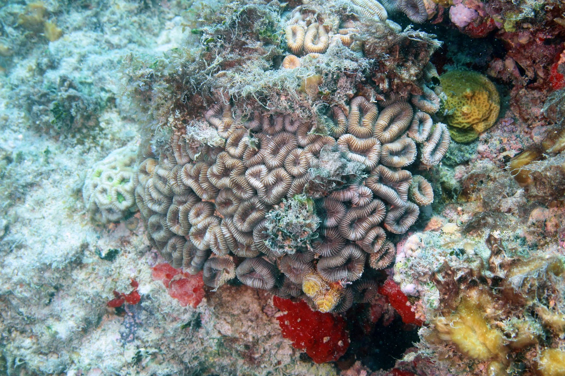 Foto do album Abrolhos Subaquático